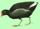 moorhen3