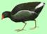 moorhen3